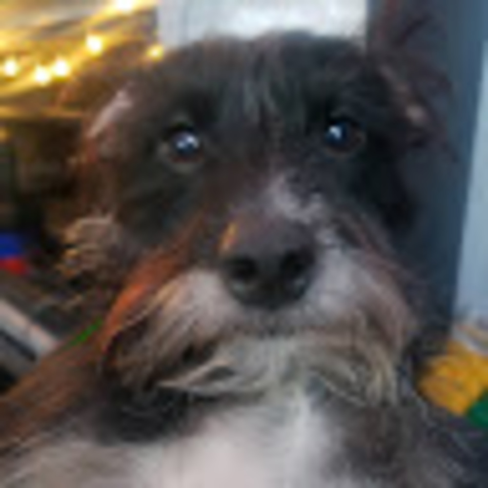 Meet your Posher, Shar